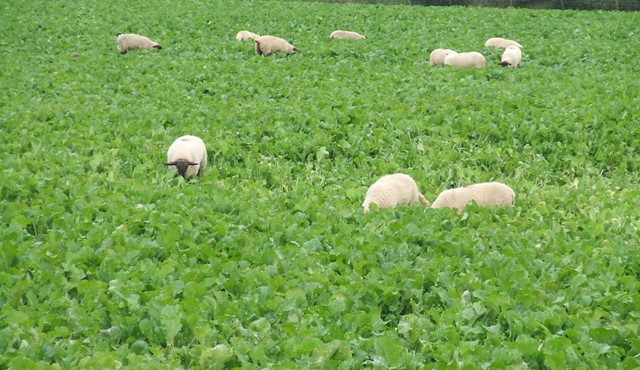 Information note from the Turkish Embassy on Health certificates regarding the exportation of animal crop fodder